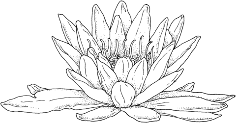 Blooming Water Lily Coloring Page